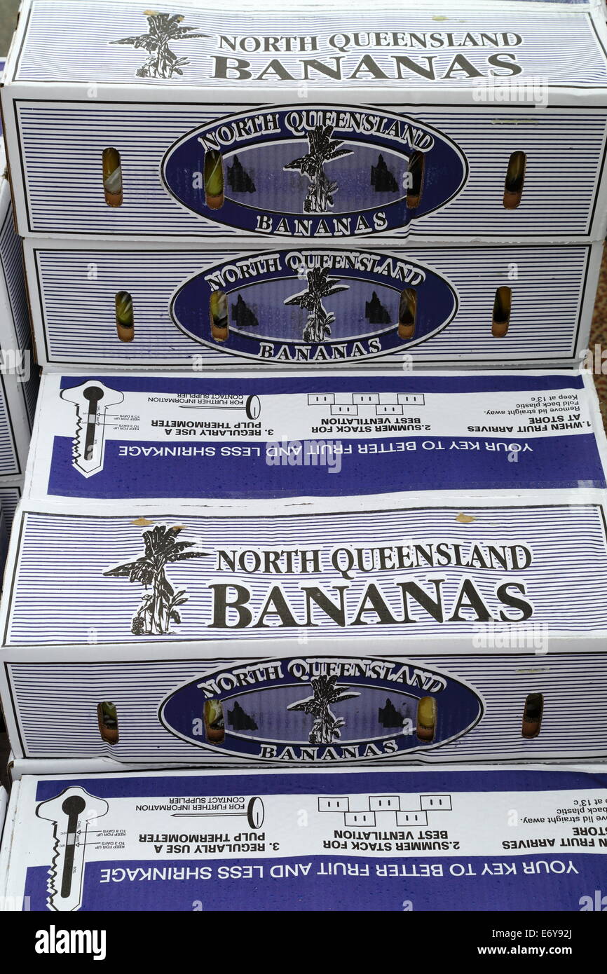 Boîtes de bananes d'Amérique du Queensland à un marché de fruits et légumes à Fremantle, Australie occidentale. Banque D'Images