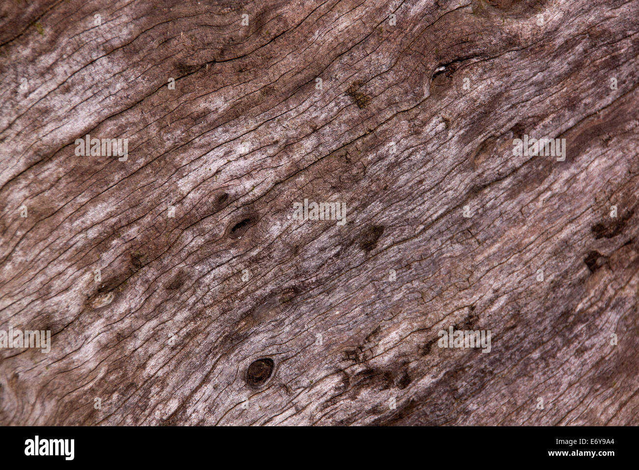 Libre de texture et de grain sur moignon tamboti Banque D'Images