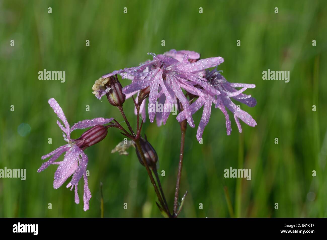 Rosée sur Ragged robin Lychnis flos-cuculi à Devon Wildlife Trusts Dunsdon Réserve naturelle nationale dans le Nord du Devon en Angleterre Banque D'Images
