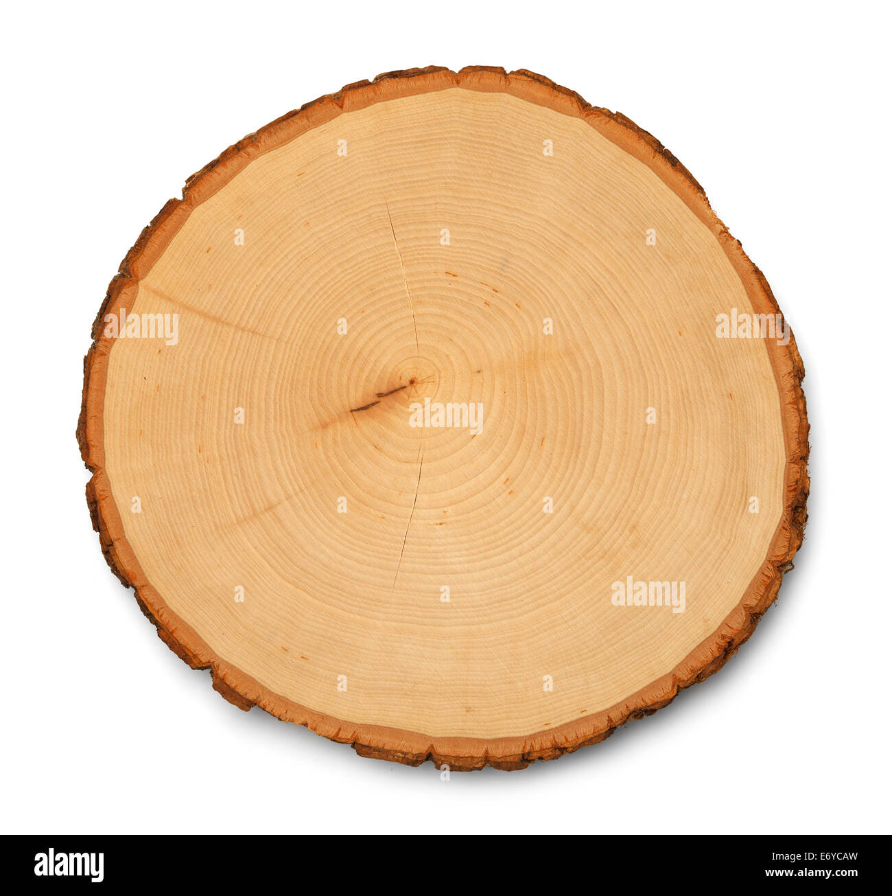 Les anneaux de croissance des arbres et la texture de la section transversale isolé sur fond blanc. Banque D'Images