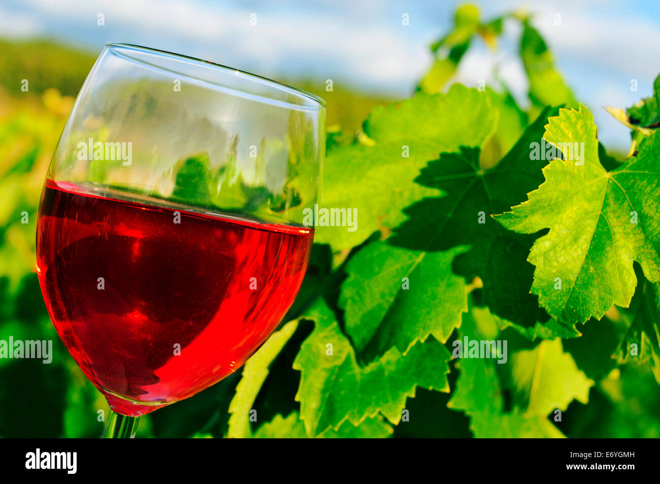 Libre d'un verre de vin rouge dans un vignoble Banque D'Images