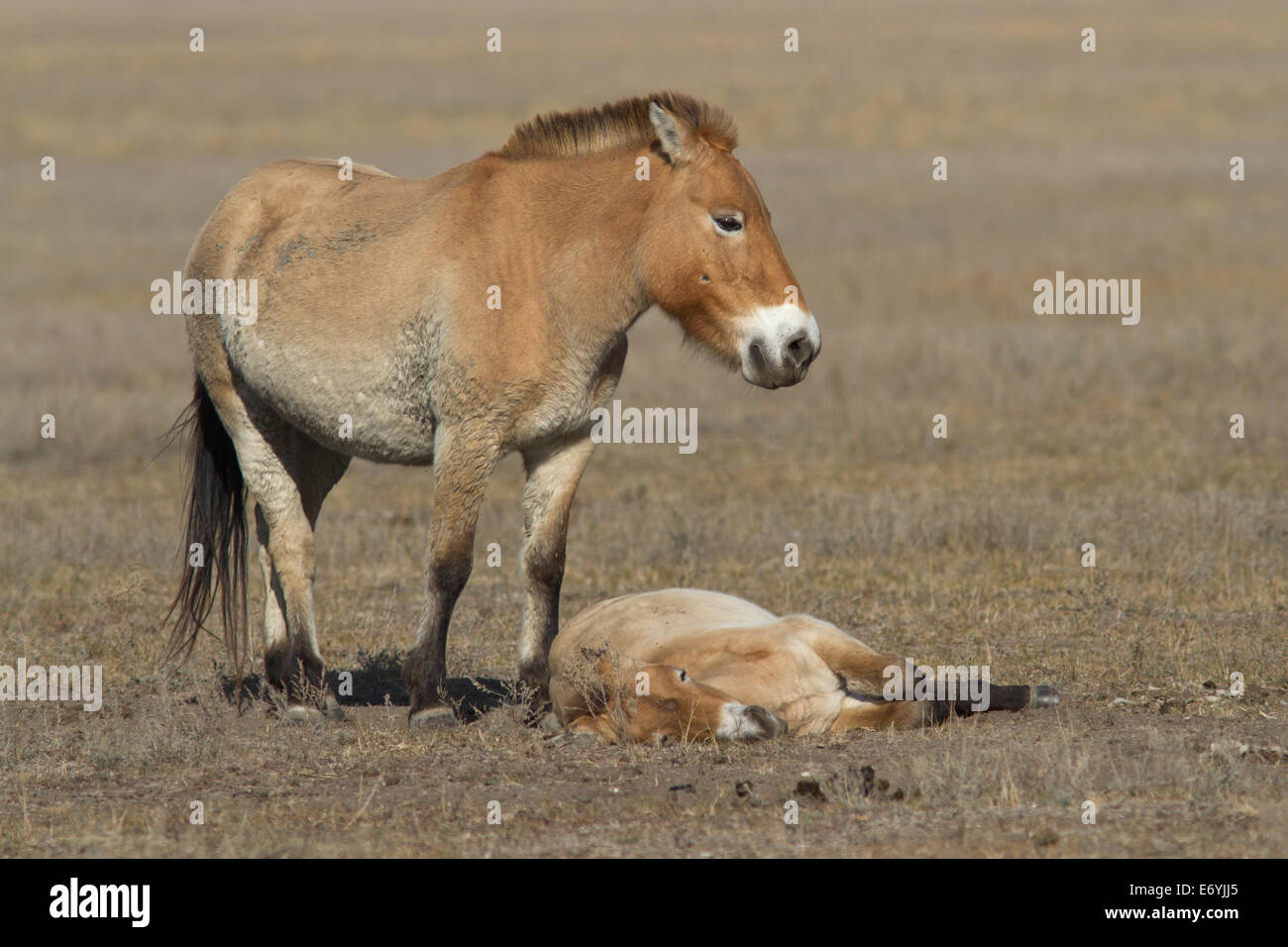 Jument et poulain cheval de Przewalski dans la steppe d'automne Banque D'Images