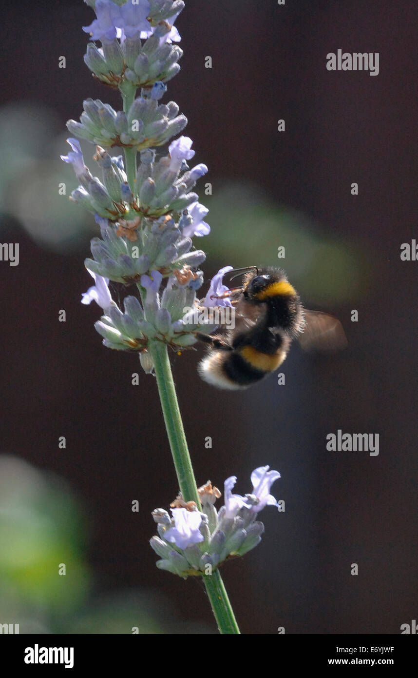 Un Buff-Tailed Bourdon sur une fleur de lavande. Banque D'Images