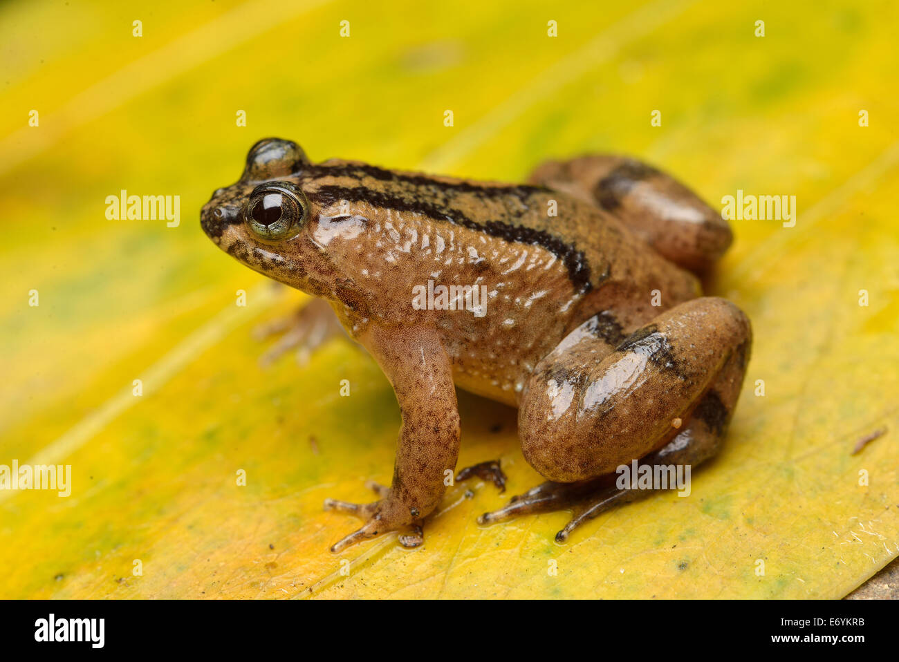 Occidozyga baluensis Grenouille Seep Kinabalu Banque D'Images