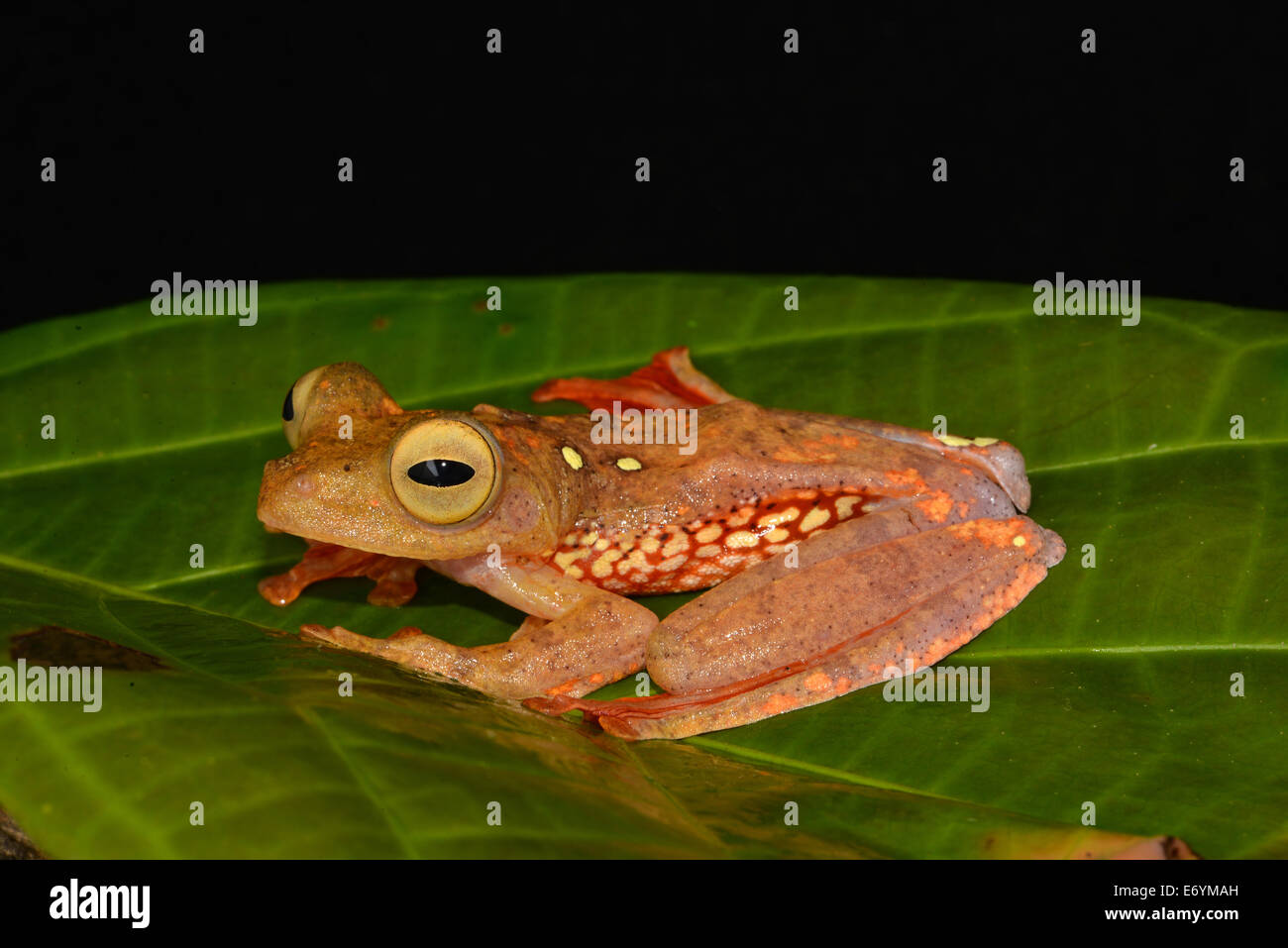 Rhacophorus pardalis Grenouille arlequin Banque D'Images