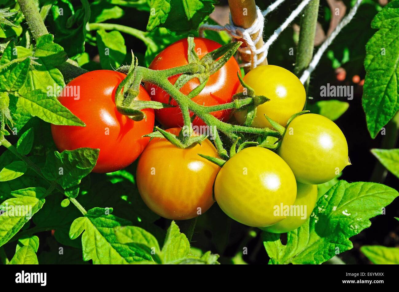 Tomates cerises Maskotka mûrir sur la plante, England, UK. Banque D'Images