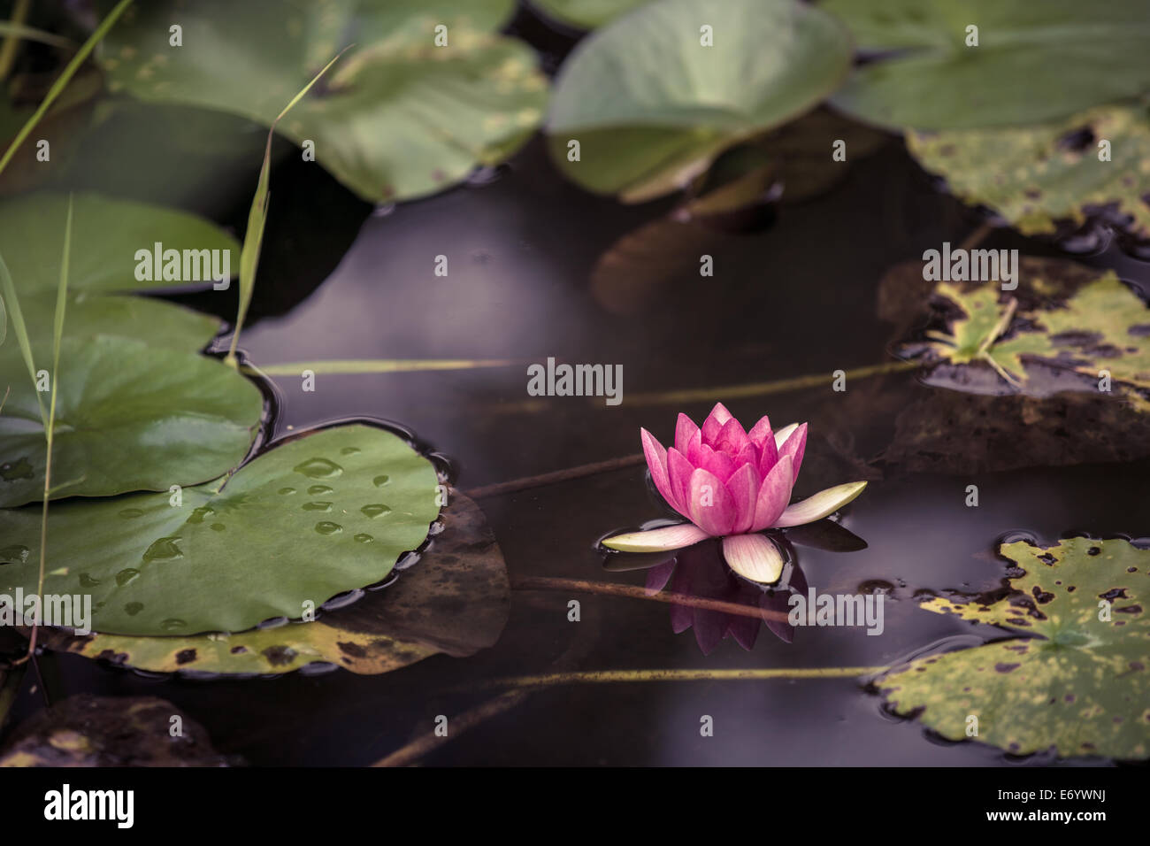 Lotus, Water Lily, Lily, Rose, l'eau, étang, sous l'eau, seule fleur, soleil, multicolore, rouge, fleur, hydrophyte, Nature, Banque D'Images