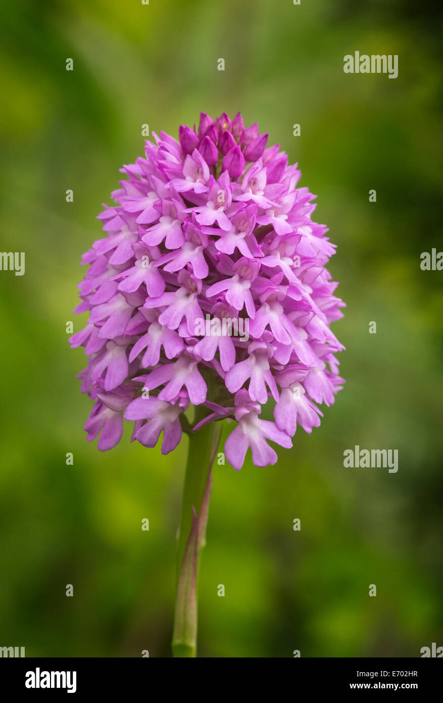 Anacamptis pyramidalis (Orchidée pyramidale) Banque D'Images