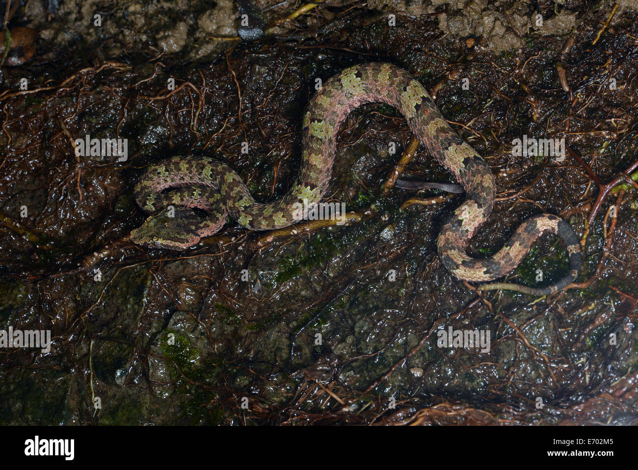 Vipère bornéen Craspedocephalus borneensis Banque D'Images