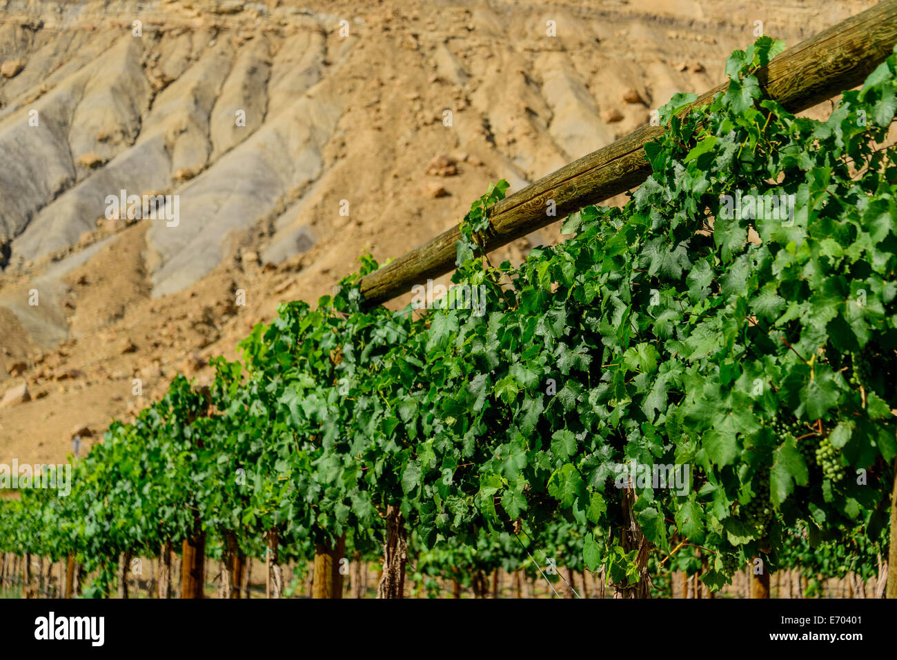 La maturation des raisins verts sur la vigne dans l'air frais de la montagne Banque D'Images