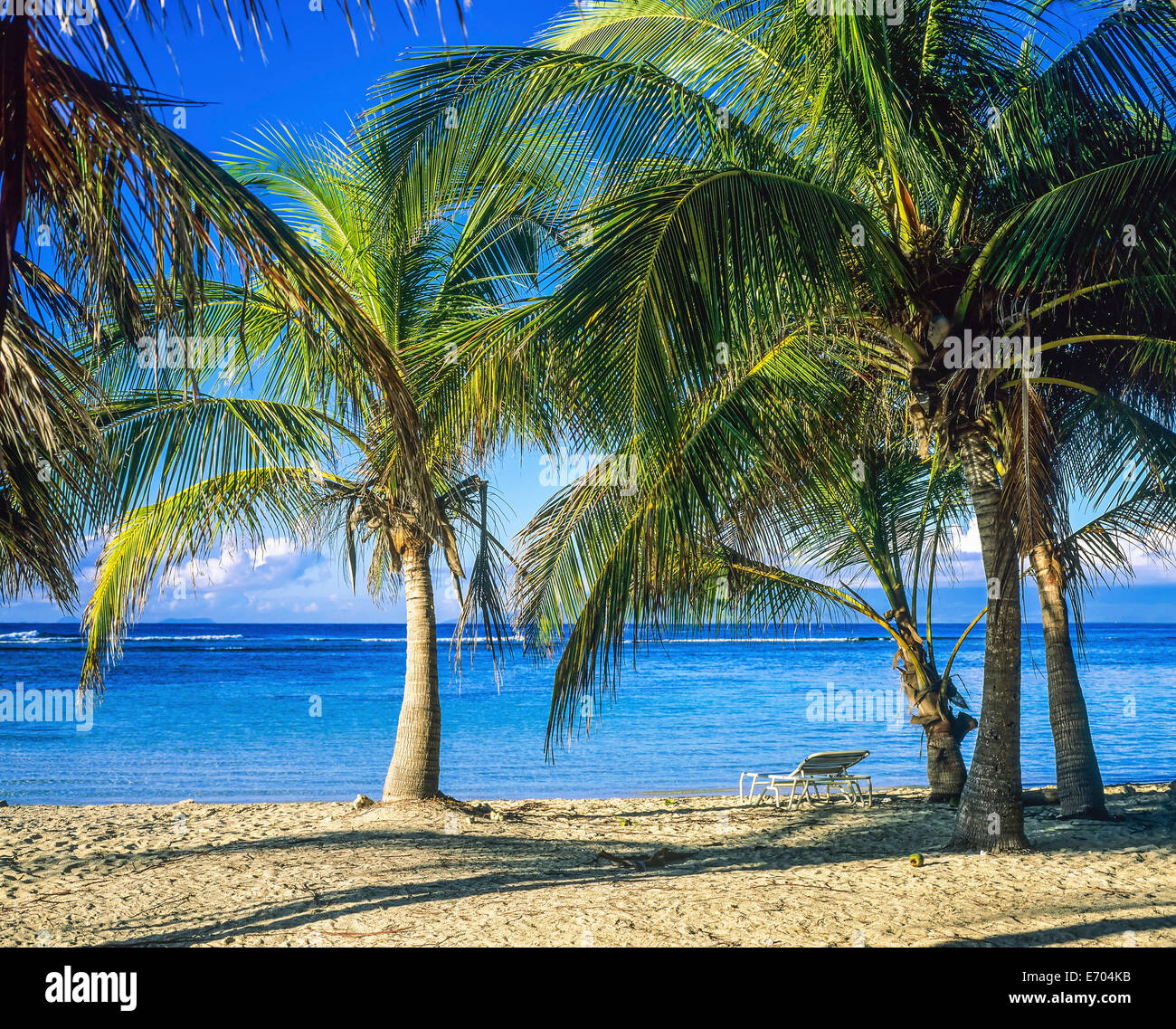 Caravelle Plage Avec Palmiers Sainte Anne Guadeloupe