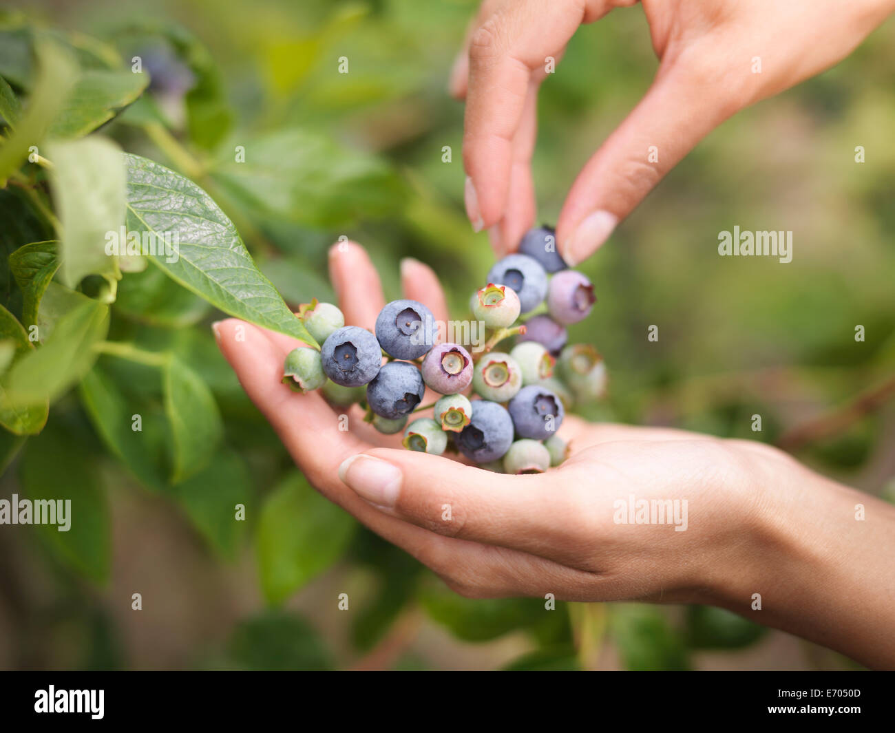 La cueillette des bleuets sur le fruit ferme, Close up Banque D'Images