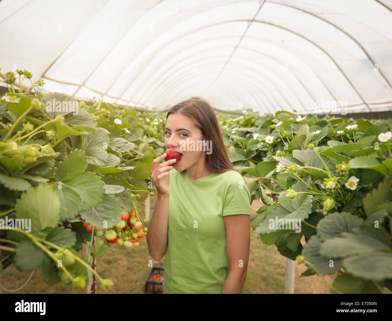Portrait de strawberry picker eating strawberry dans polytunnel sur fruit farm Banque D'Images