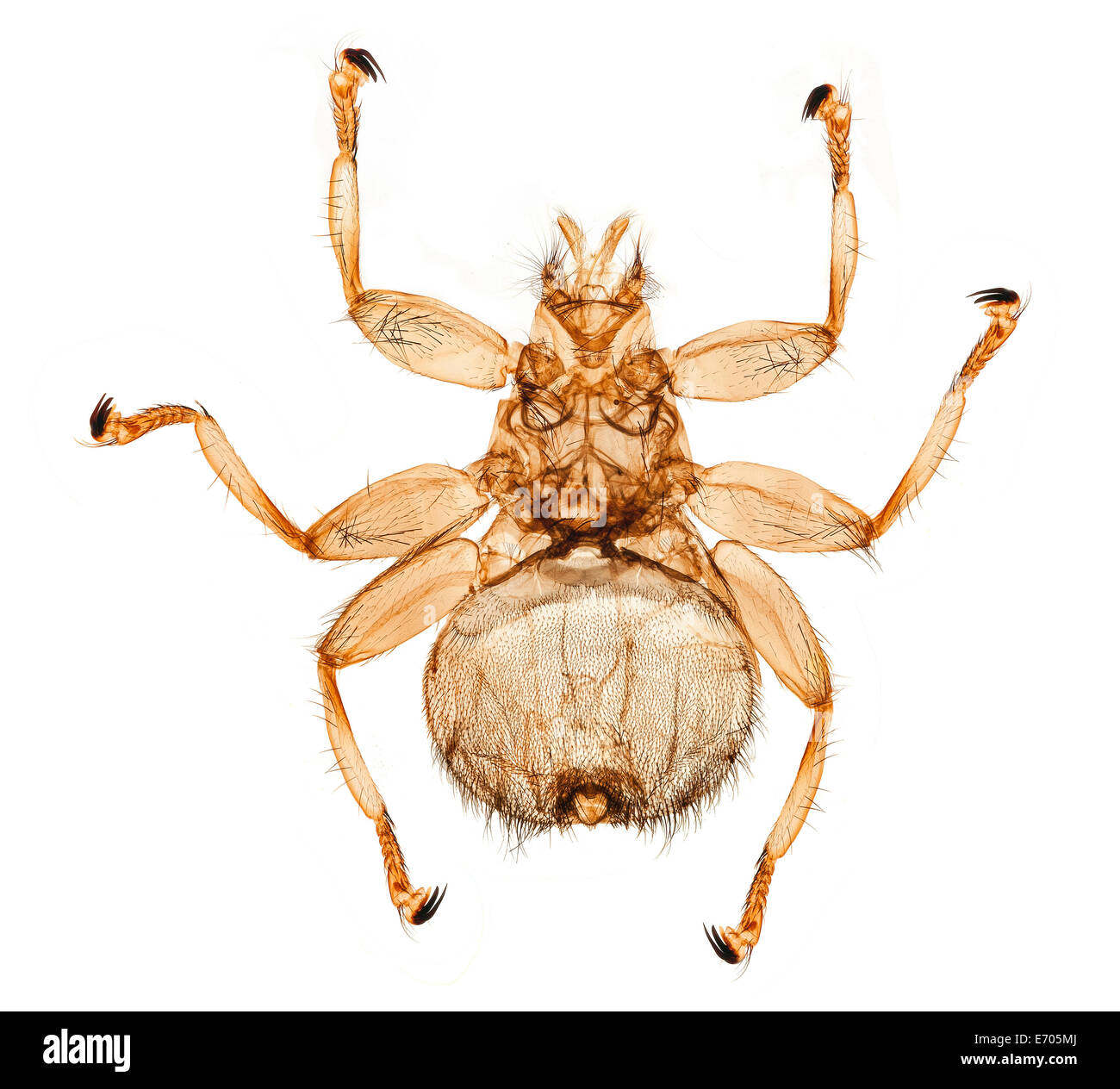 Pou Swift fly, femme Crataerina pallida, fond clair photomicrographie Banque D'Images Pou Swift fly, femme Crataerina pallida, fond clair photomicrographie Banque D'Images