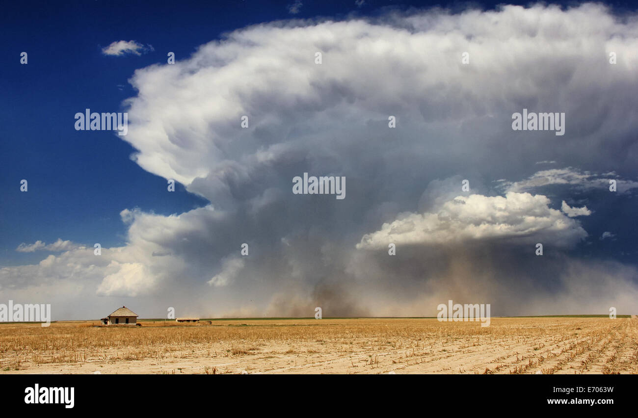 Supercell puissant, fort courant descendant du flanc arrière de la poussière et des coups de rafales, Sheridan Lake, Colorado, USA Banque D'Images