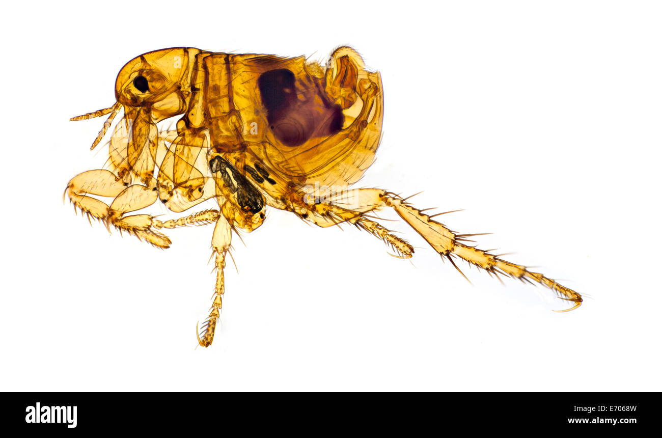 Fond clair photomicrographie, Résiduelle humaine Banque D'Images