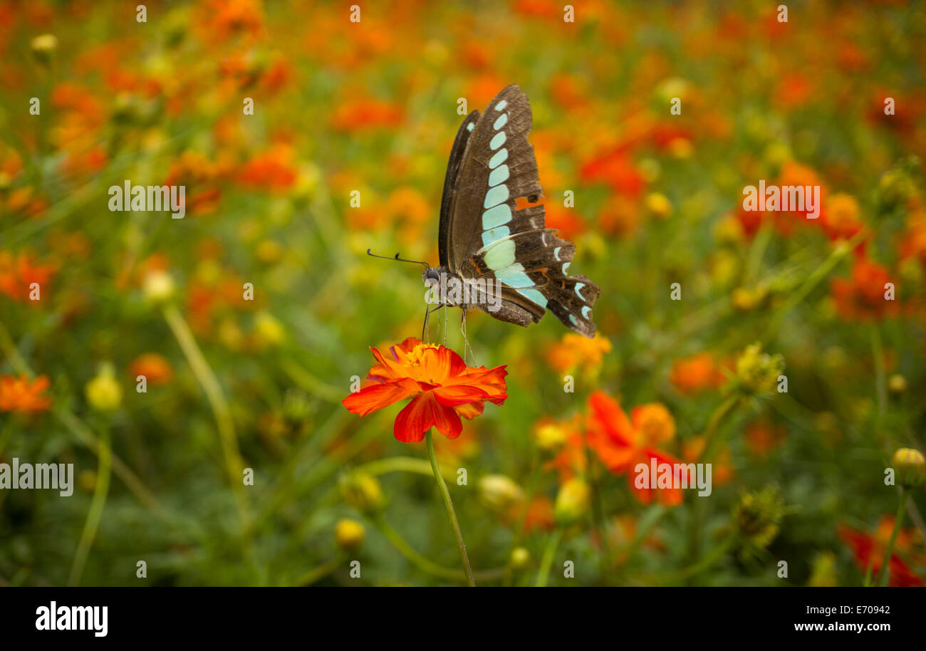 Une graphium sarpedon, communément appelé la politique bleue ou Triangle bleu papillon, se nourrissant sur une fleur orange Banque D'Images