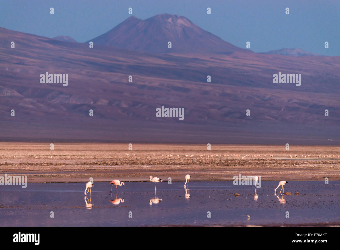 Flamants Roses à San Pedro de Atacama, Chili, Amérique du Sud Banque D'Images