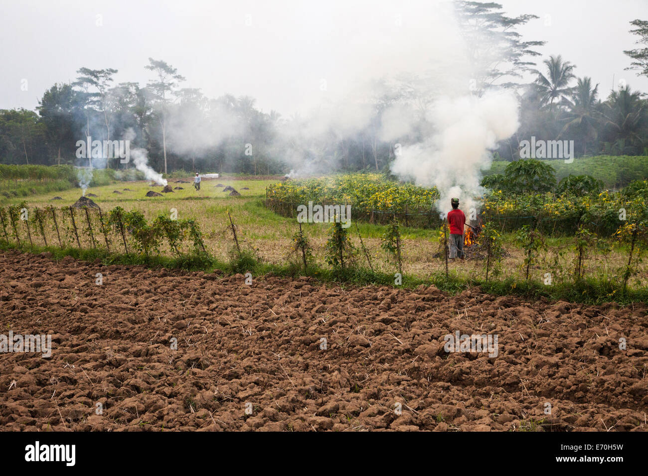 Borobudur, à Java, en Indonésie. La préparation des champs pour planter du tabac. Corbeille de combustion contribue à la pollution de l'air. Banque D'Images