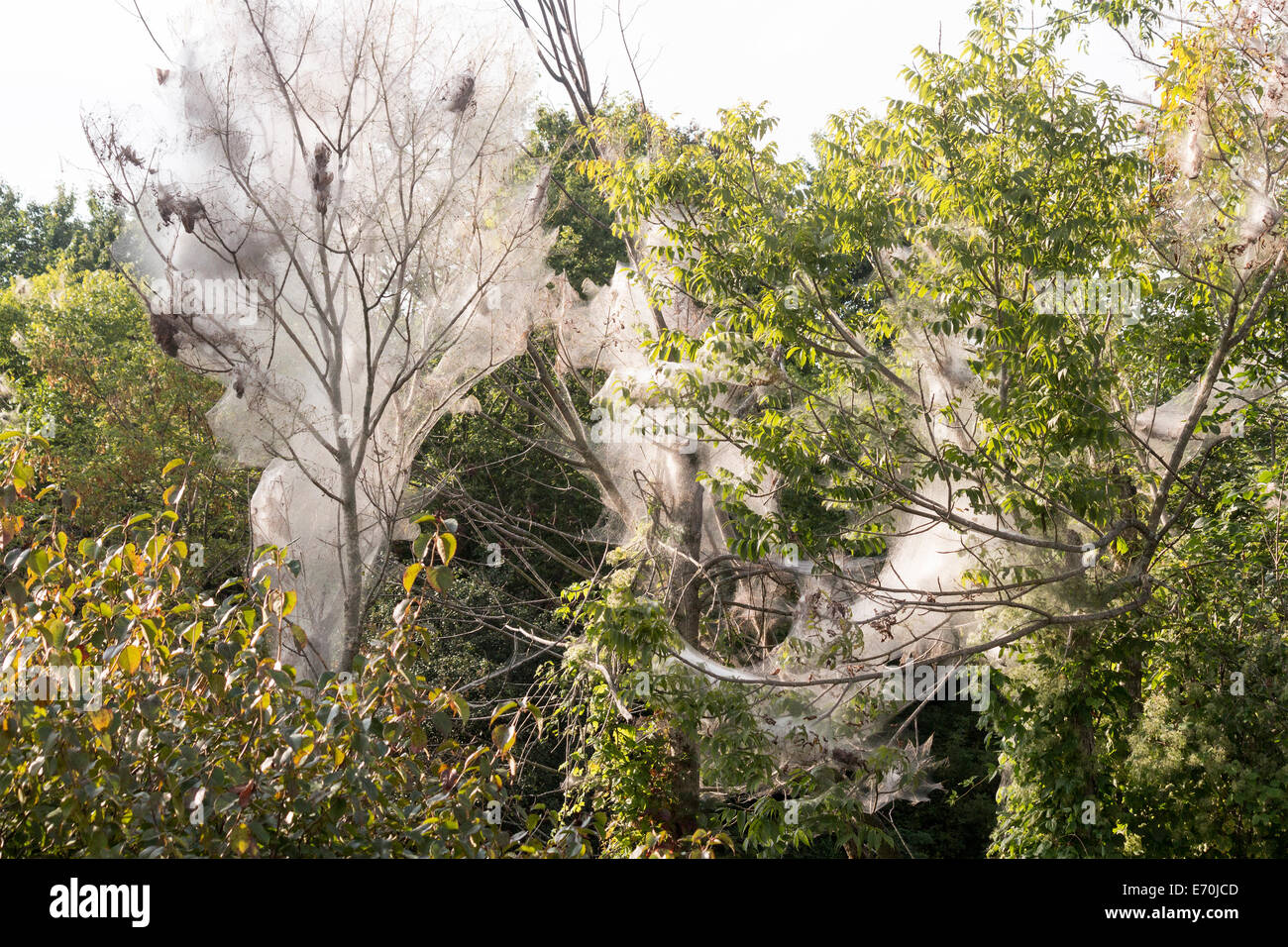 Arbres d'une forêt couverte de soie livrée au cours d'une épidémie Banque D'Images