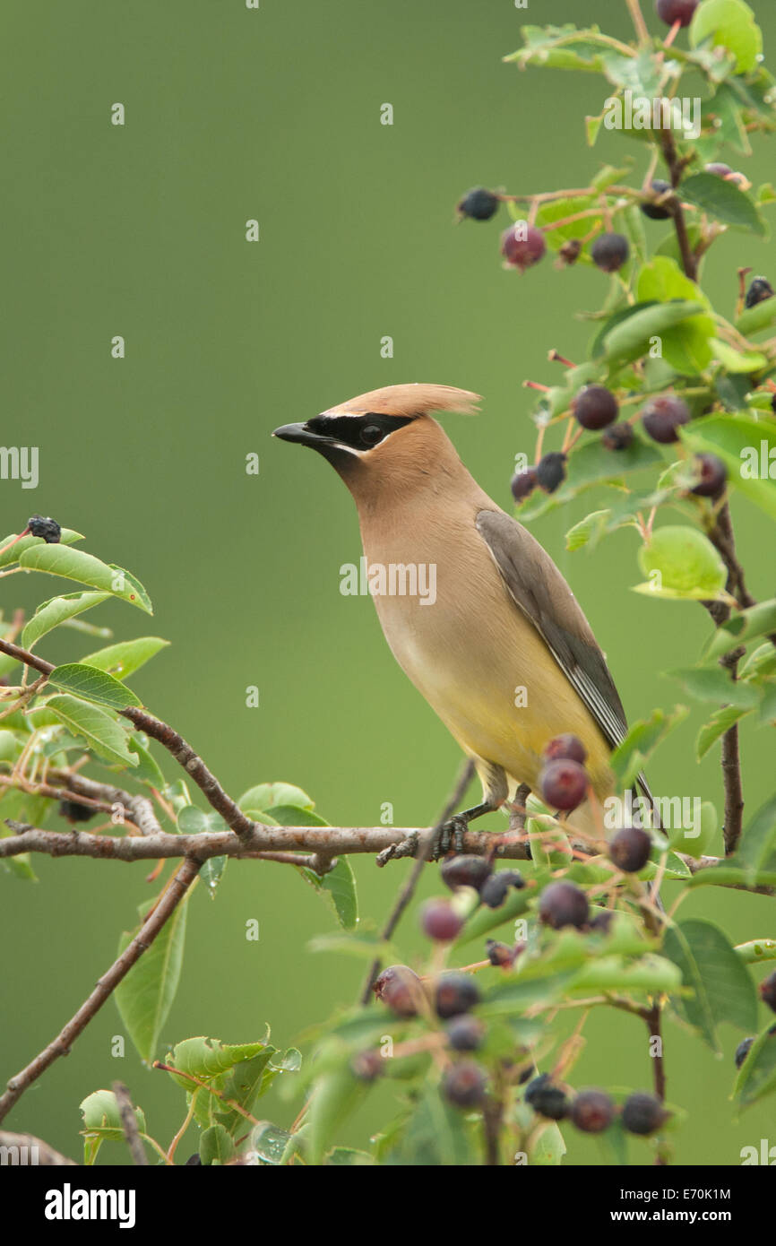 Cèdre Waxwing Bird songbird dans Serviceberry Tree vertical ornithologie Science nature faune Environnement Banque D'Images