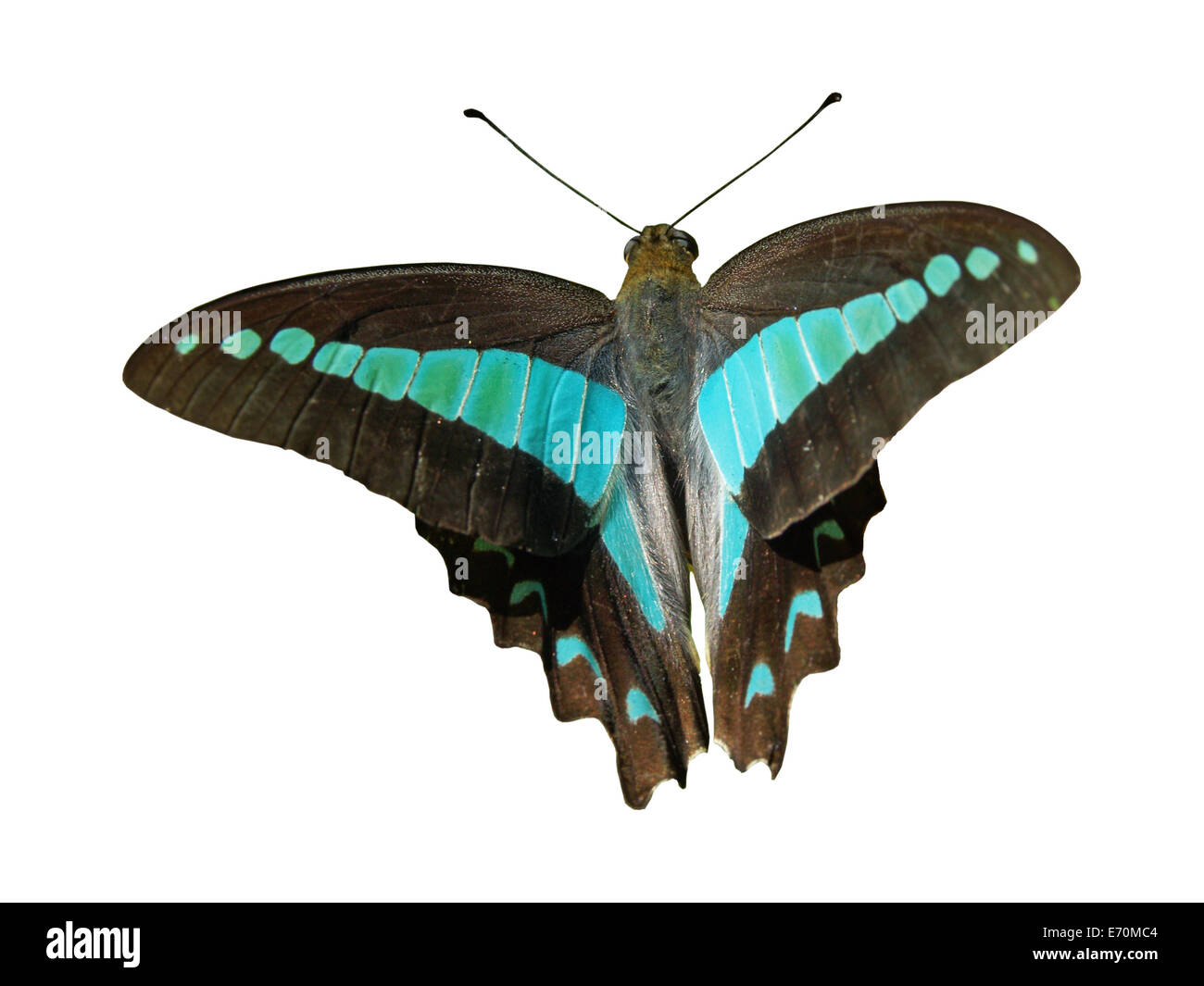 Australian triangle bleu papillon, Graphium sarpedon , en vol sur un fond blanc Banque D'Images