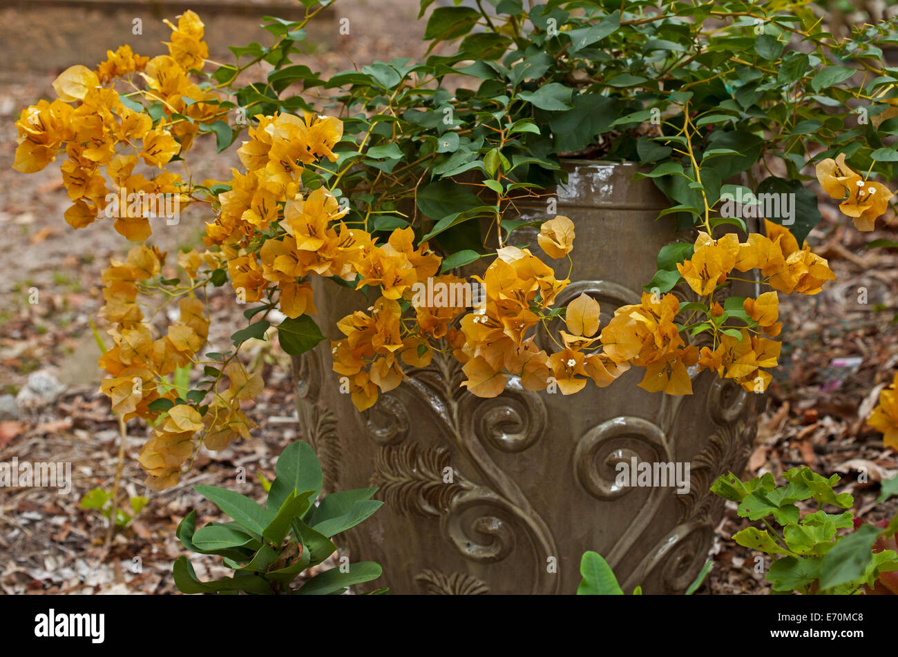 Des grappes de fleurs jaune vif / orange et vert feuillage de bambino Bougainvillea 'Siggi' dans grand pot en céramique décorative Banque D'Images
