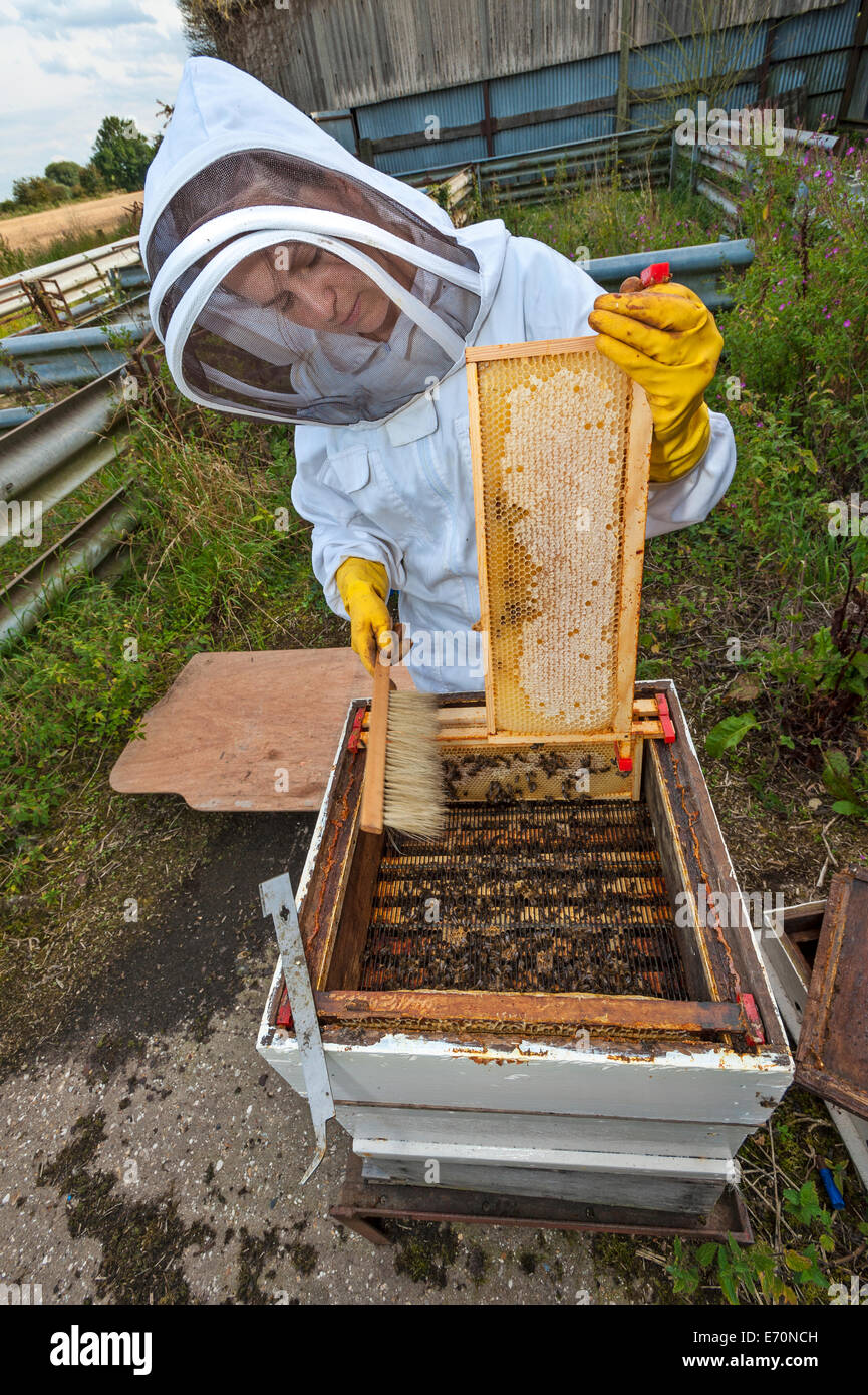Une femme apiculteur, vêtu de vêtements de protection, retrait d'un cadre de miel de sa ruche. Banque D'Images