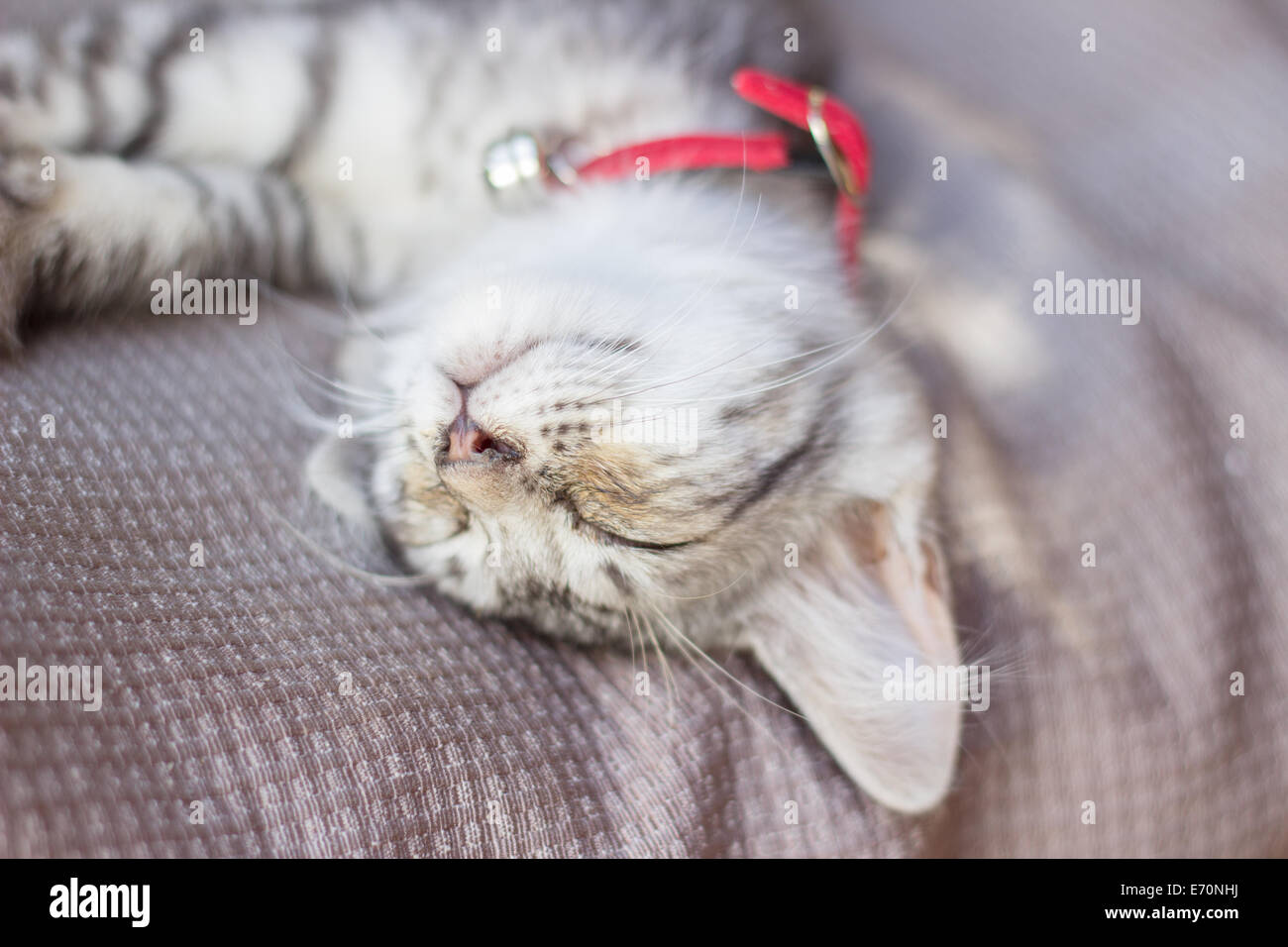 Kitty Cat face portrait sleeping Banque D'Images