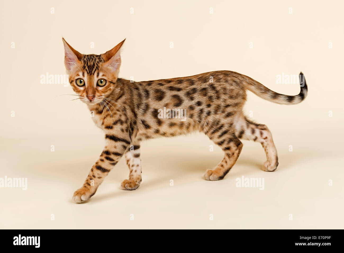 Chatons, rosette marron, 16 semaines Banque D'Images