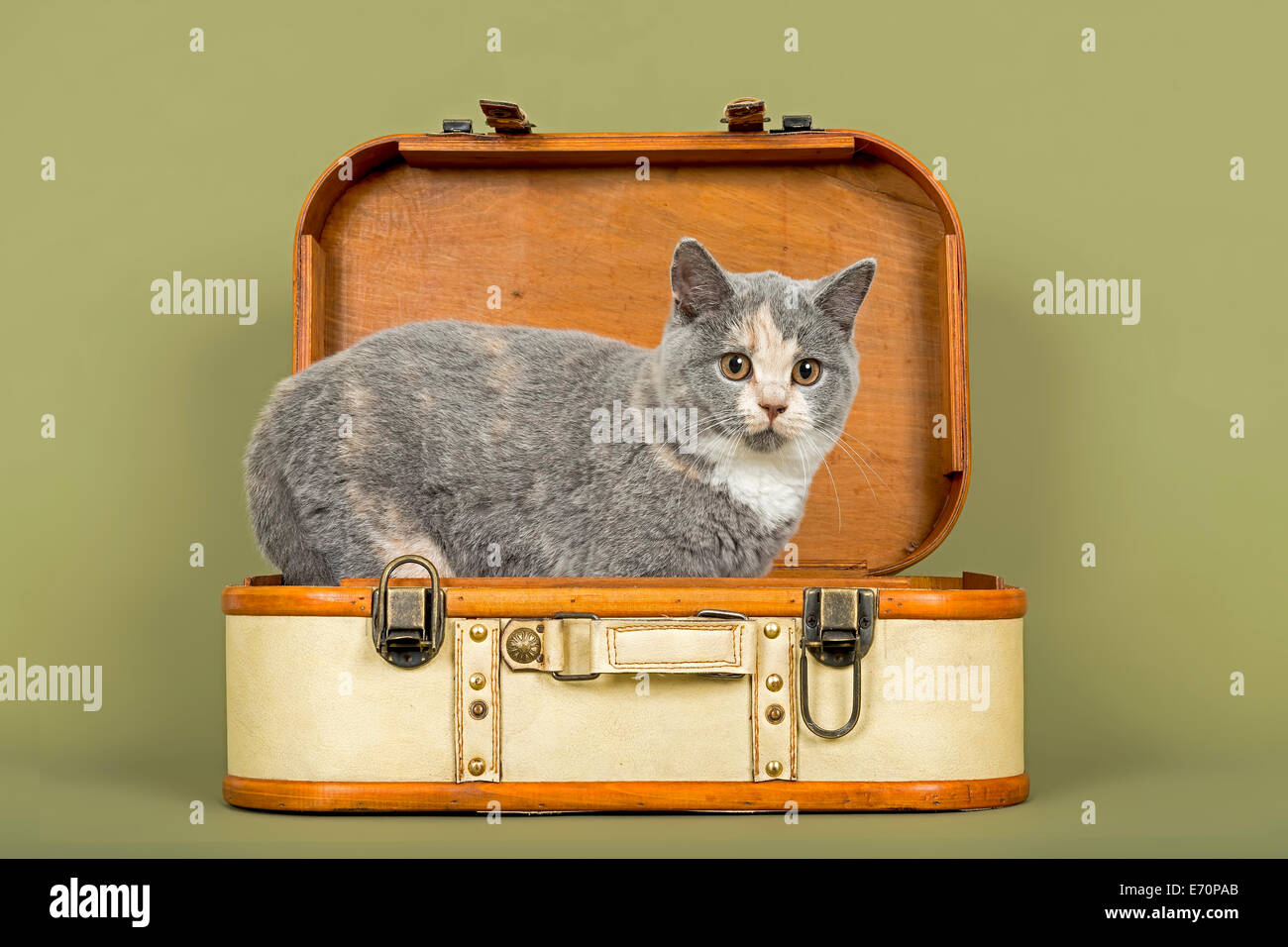 British Shorthair chat, chaton, 18 semaines, couleur de robe bleu, crème et blanc, dans une valise Banque D'Images