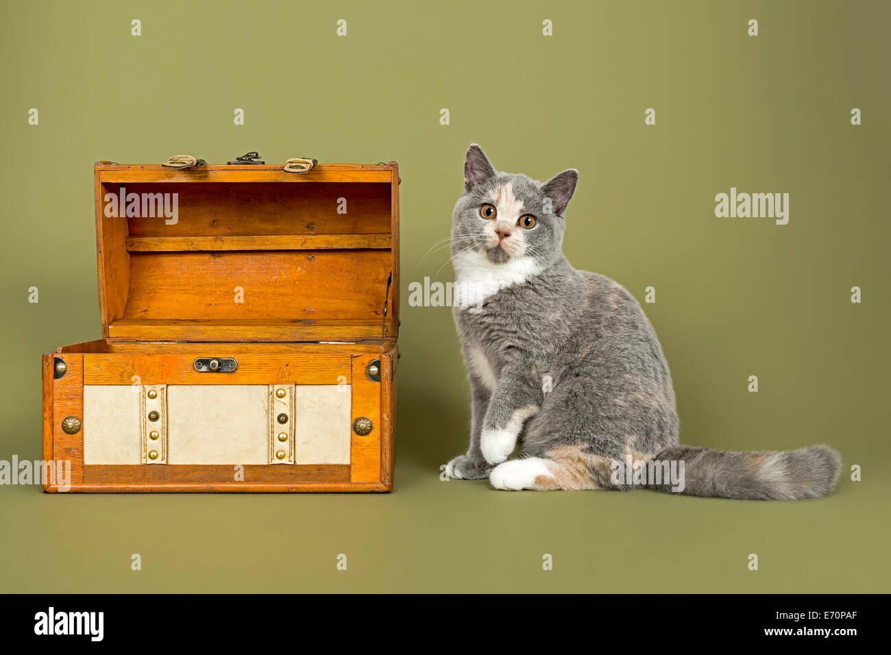 British Shorthair chat, chaton, 18 semaines, couleur de robe bleu, crème et blanc, à côté d'un coffre au trésor Banque D'Images