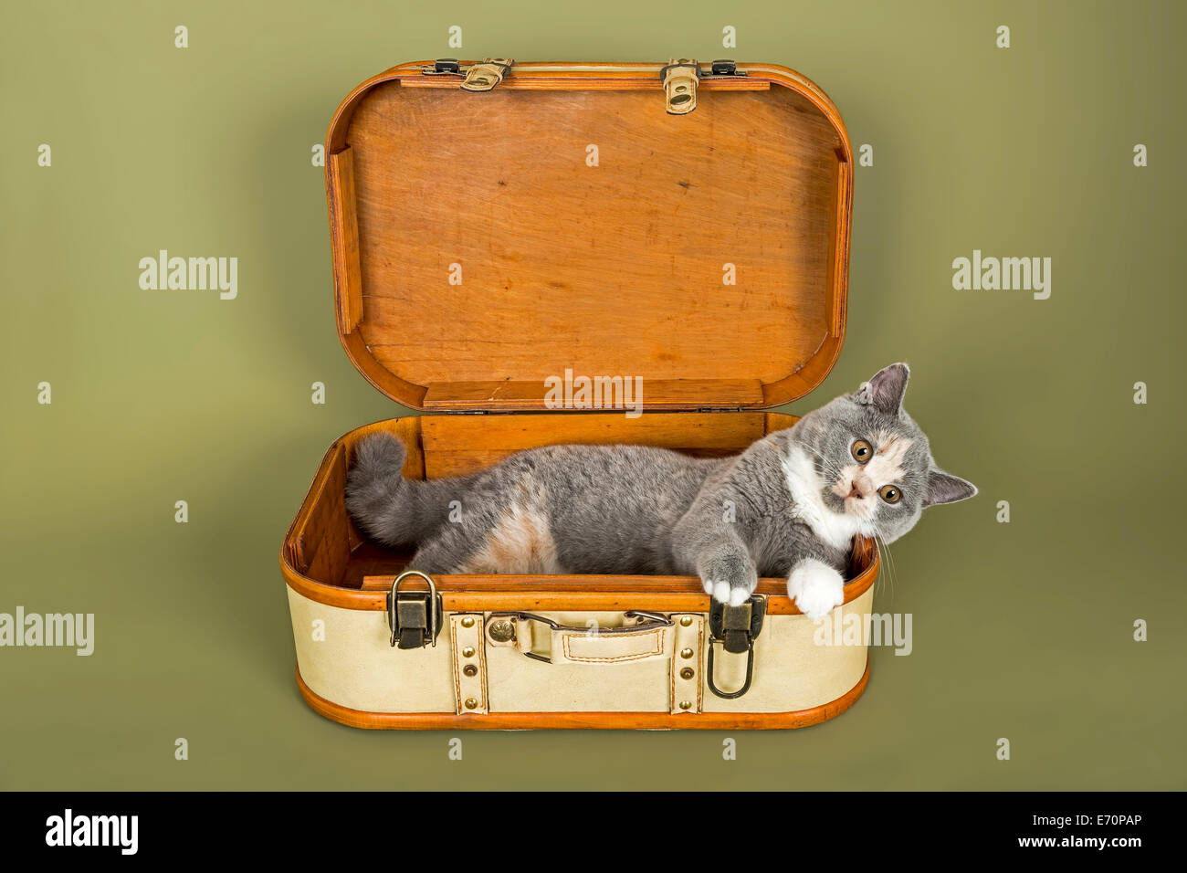 British Shorthair chat, chaton, 18 semaines, couleur de robe bleu, crème et blanc, dans une valise Banque D'Images