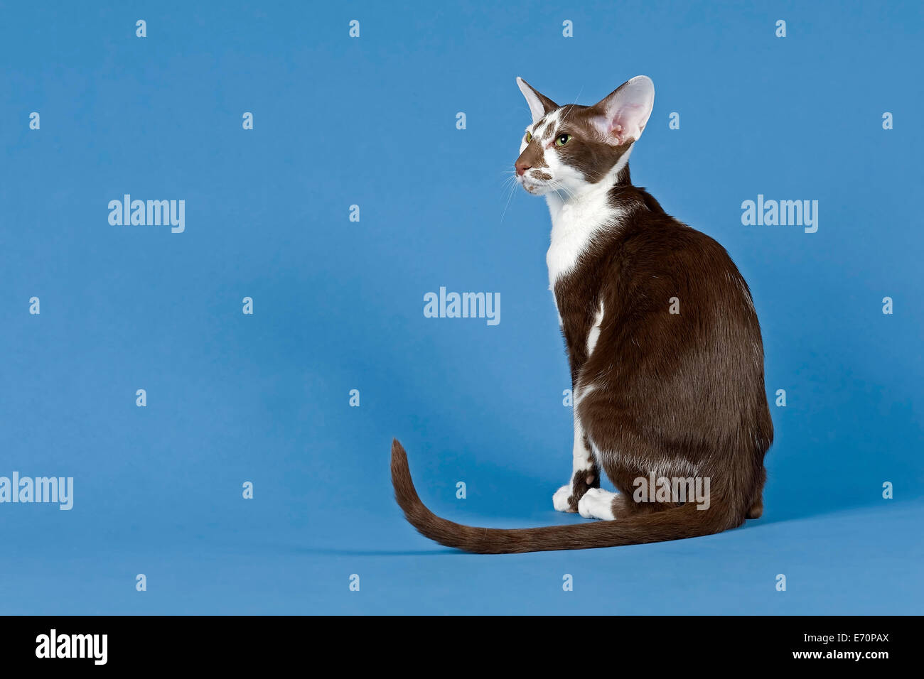 Arbre Chat Oriental Chat Race Couleur Chocolat Blanc Bicolor Photo Stock Alamy