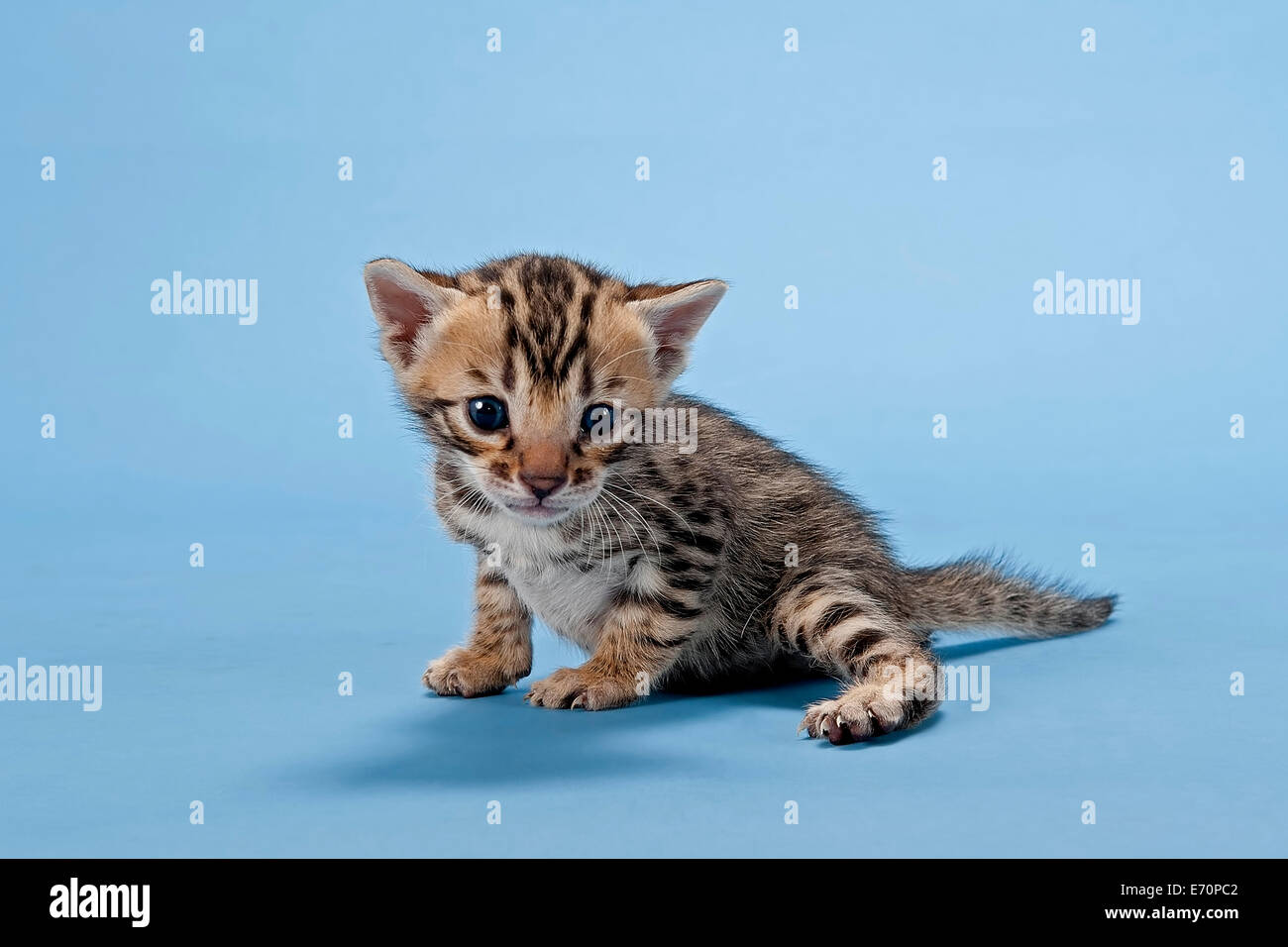 Bengal chat, chaton, 2 semaines, couleur de robe brown spotted Photo Stock  - Alamy