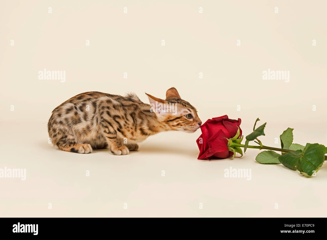 Chat, chaton Bengal à renifler une rose rouge Banque D'Images