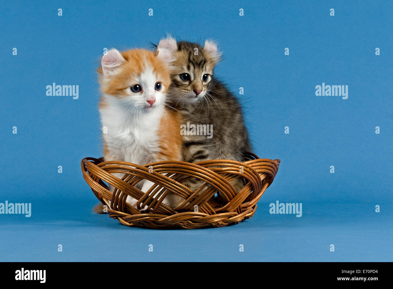 Les chats Pedigree, American Curl, race de chat, deux chatons dans un panier Banque D'Images