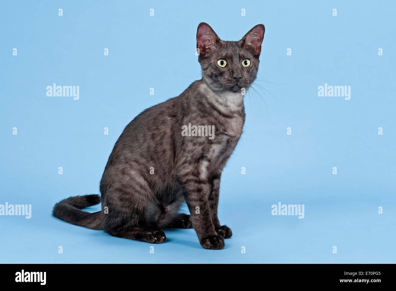 Mau Egyptien Race De Chat Chaton Fumee Noire Couleur Photo Stock Alamy