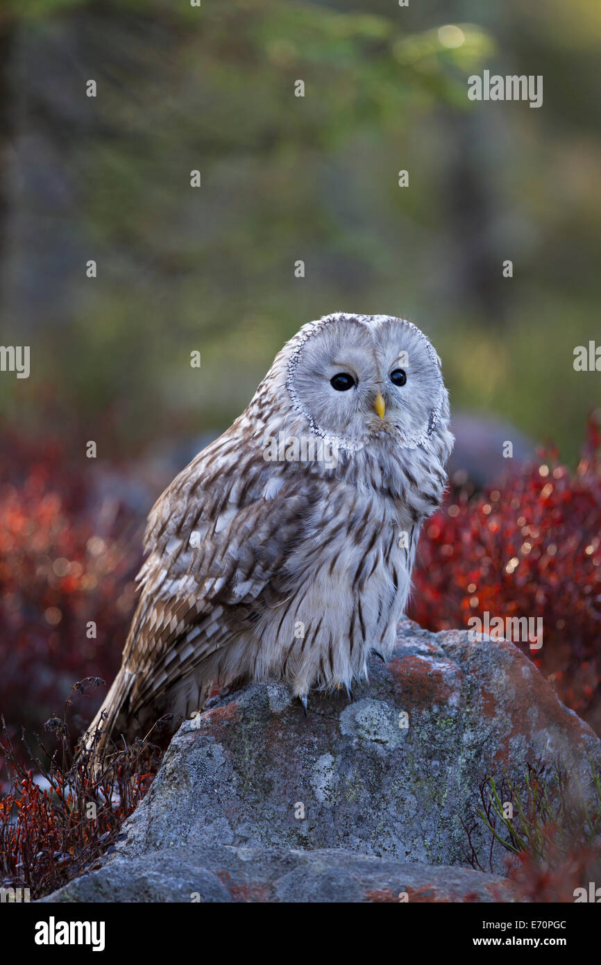 Habichtskauz chouette de l'Oural strix uralensis assis Banque D'Images