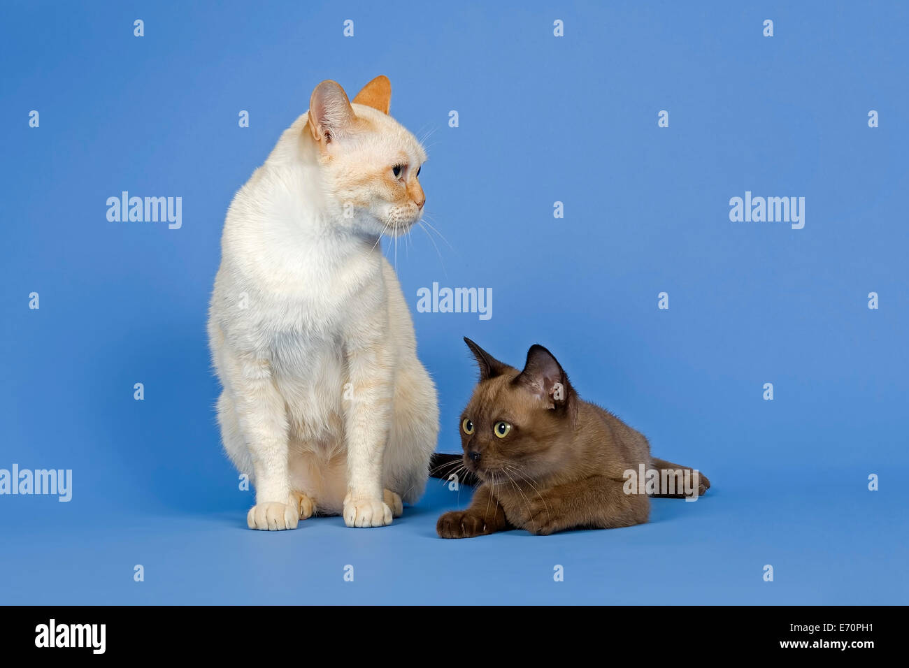 Deux chats birmans pedigree Banque D'Images