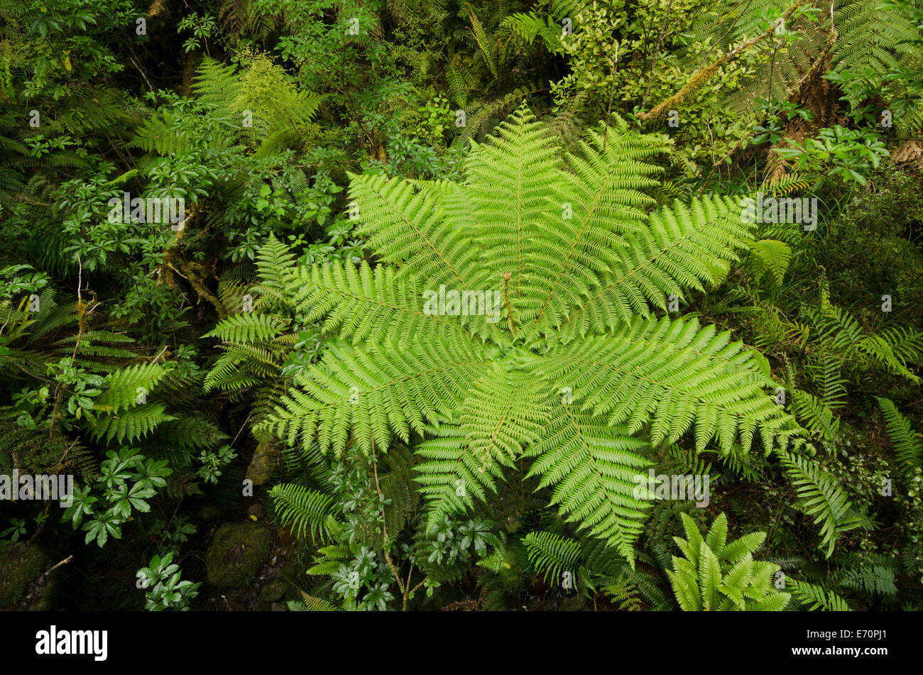 La végétation de la forêt tropicale avec des fougères arborescentes (Cyatheales), bird's-eye view, Fiordland, île du Sud, Nouvelle-Zélande Banque D'Images
