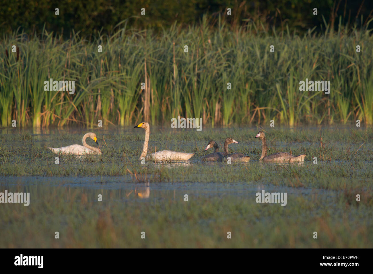 Cygne chanteur (Cygnus cygnus), comté de Västra Götaland, en Suède Banque D'Images