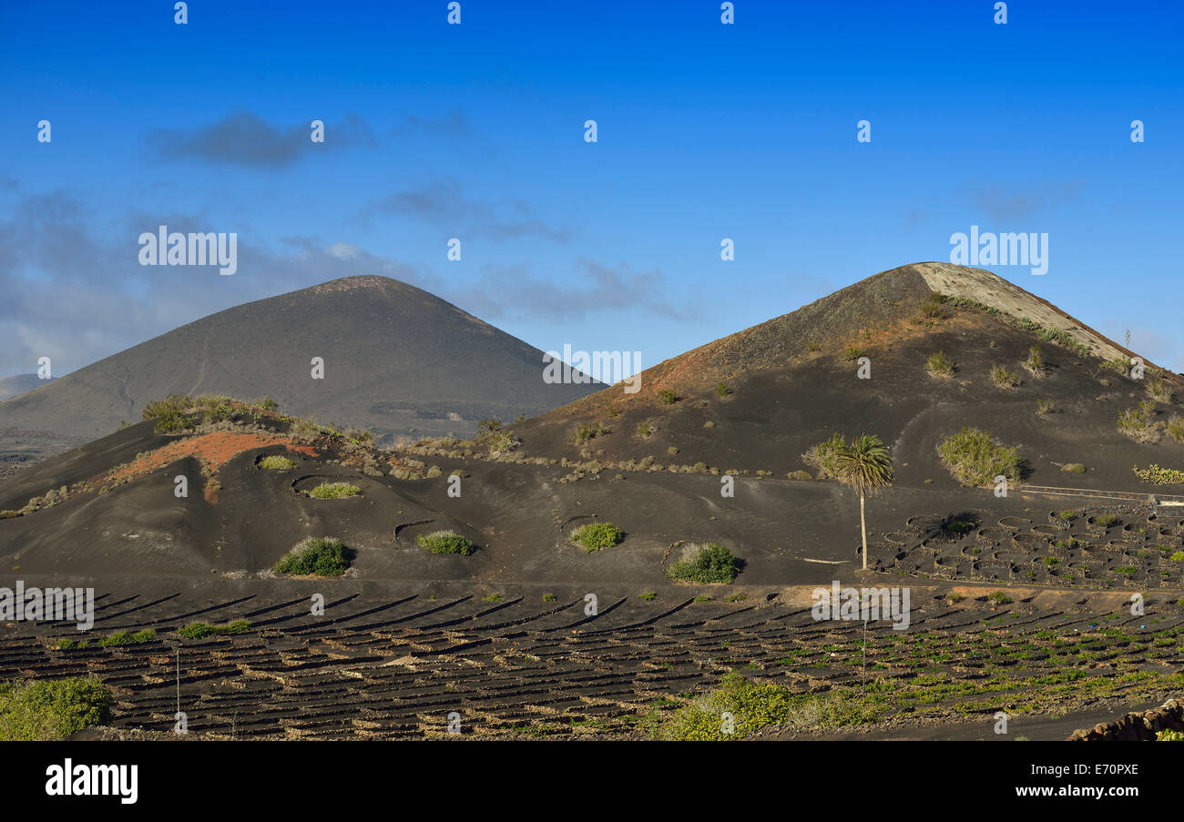 Les vignes ne sont uniques dans le monde entier, la vigne se développant sur des puits de lave, cendres volcaniques, région viticole de la Geria, Lanzarote Banque D'Images