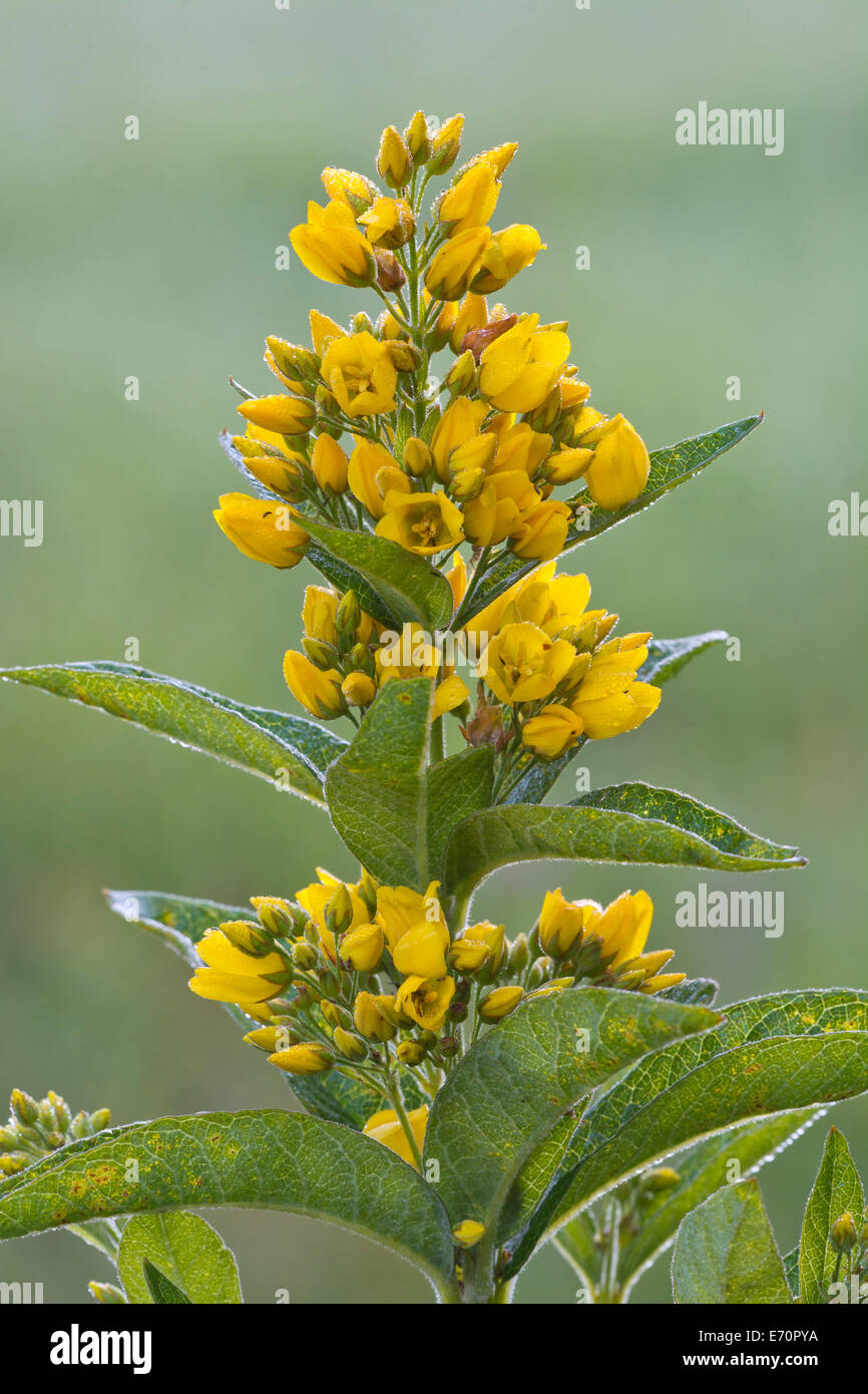 Jardin Salicaire (Lysimachia vulgaris), Tyrol, Autriche Banque D'Images