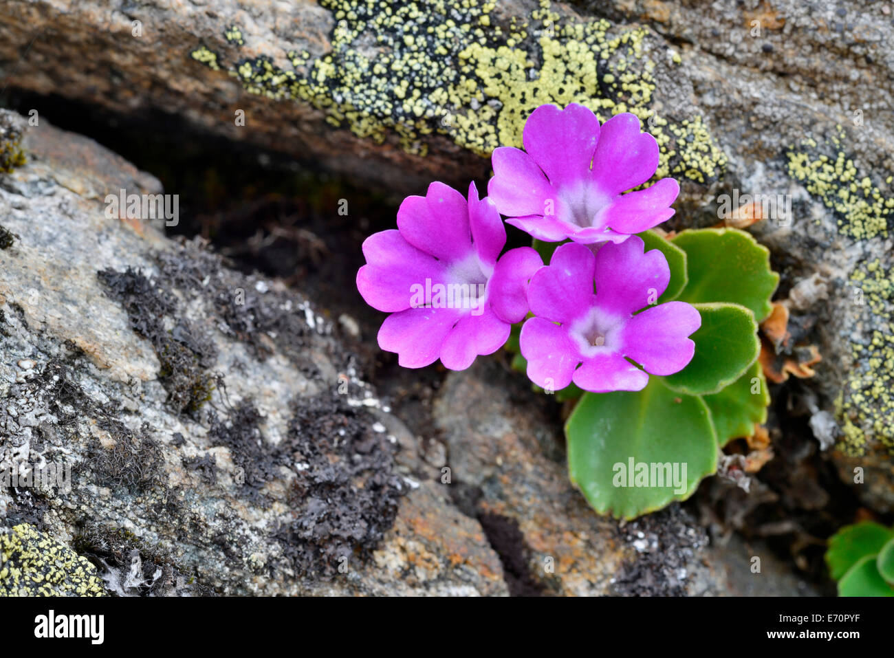 Primrose Primula hirsuta (puant), la vallée de Kaunertal, Tyrol, Autriche Banque D'Images