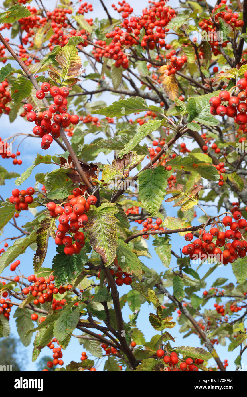 Sorbus hybrida, arborescence du service suédois Banque D'Images