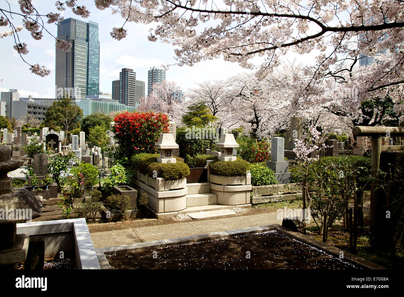 Cimetière d'Aoyama à Tokyo, Japon, Asie pendant la saison des cerisiers en fleurs.Cimetière japonais avec tombes, bâtiments, gratte-ciel Banque D'Images