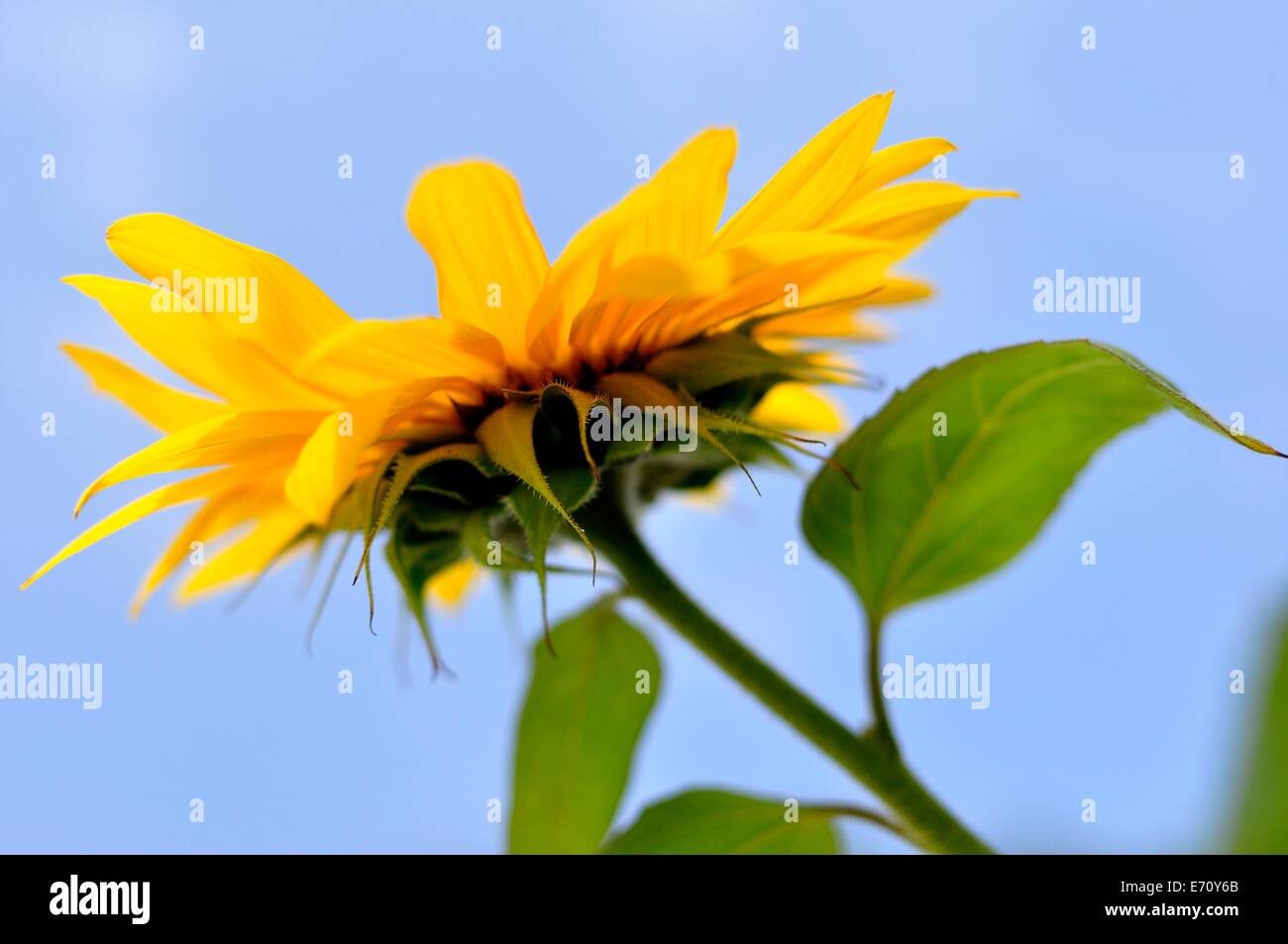 Une vue de dessous de tournesol contre un ciel bleu clair Banque D'Images