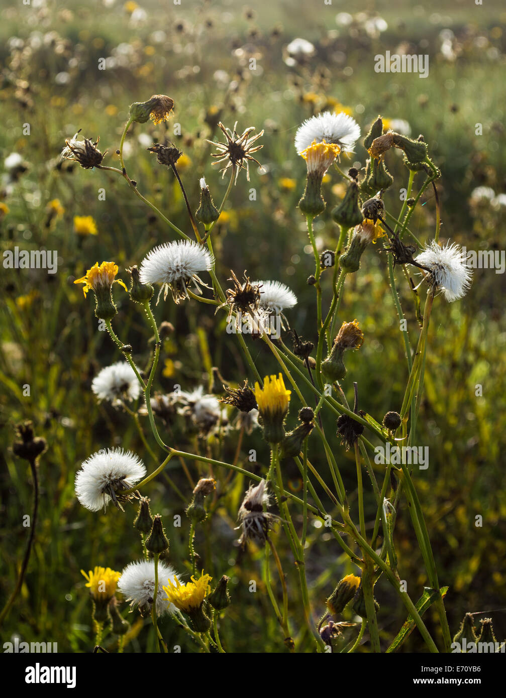 Les chardons Banque de photographies et d’images à haute résolution - Alamy