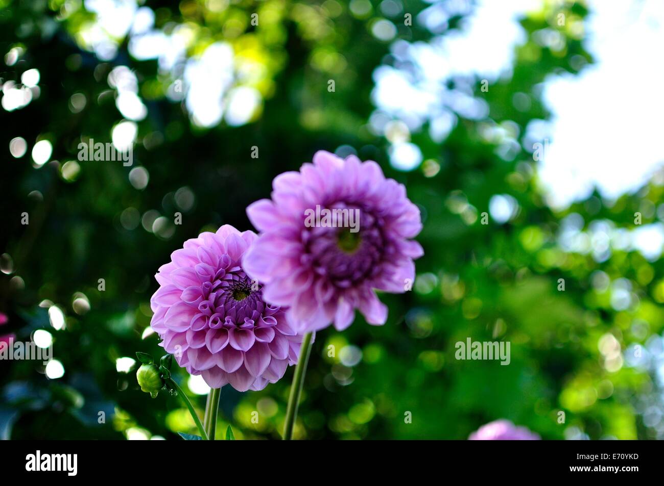 2 purple dahlias dans un jardin de campagne anglaise, la lumière du soleil derrière les arbres verts Banque D'Images